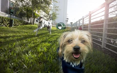 Camden Pup enjoying one of our gorgeous Bark Parks! Camden Puppy