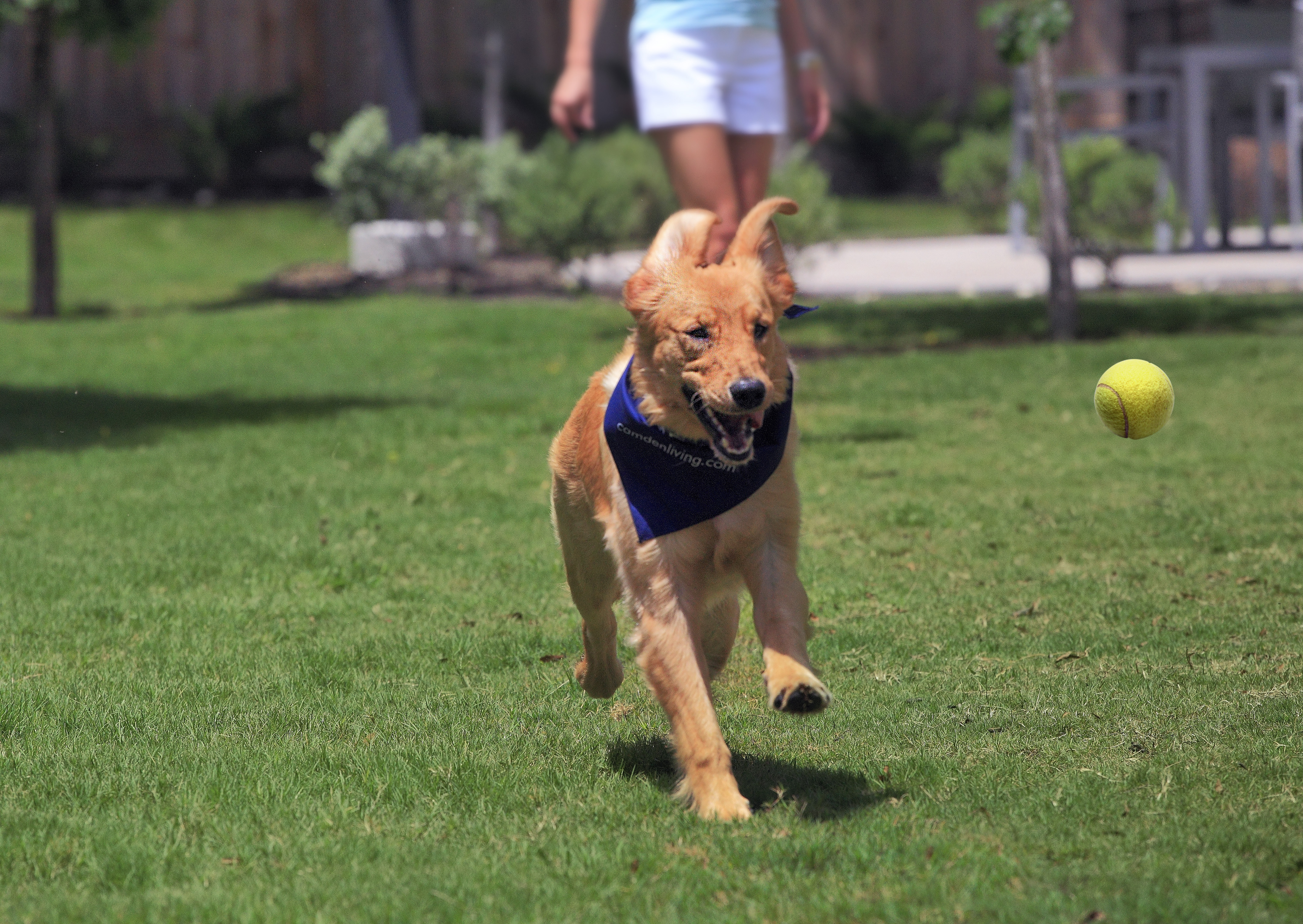 Dog playing at dog park at Camden Lamar Heights apartments in Austin, TX