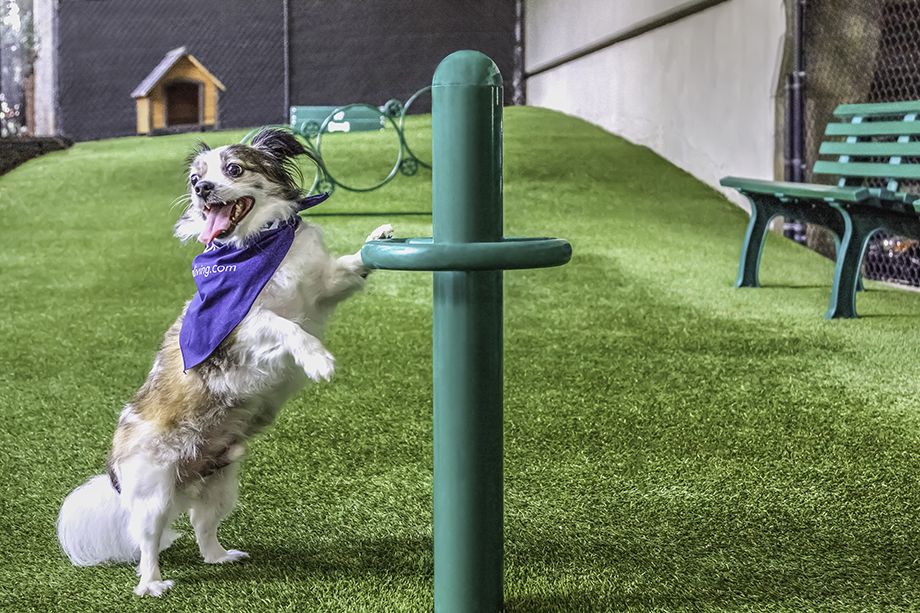 Vicious Pup ready to protect your home (Photo by Camden Phipps) Vicious Pup ready to protect your home (Photo by Camden Phipps)
