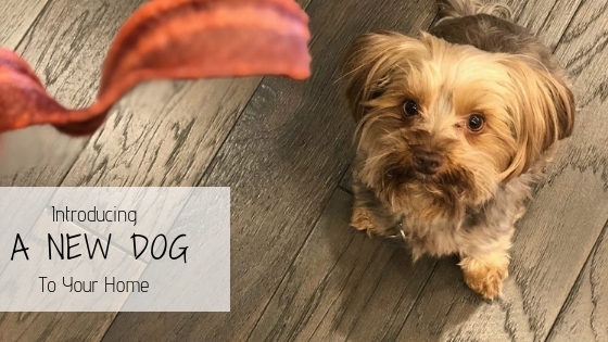 introducing a new dog to your home