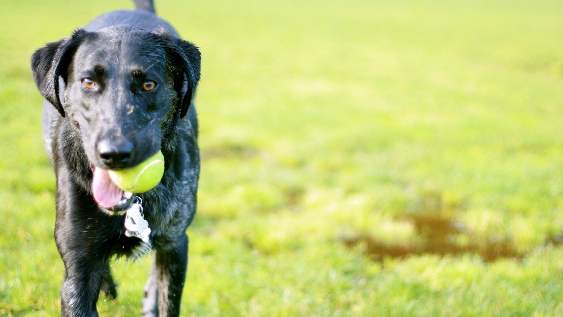 Best Places To Take Your Dog In Dallas CamdenLiving