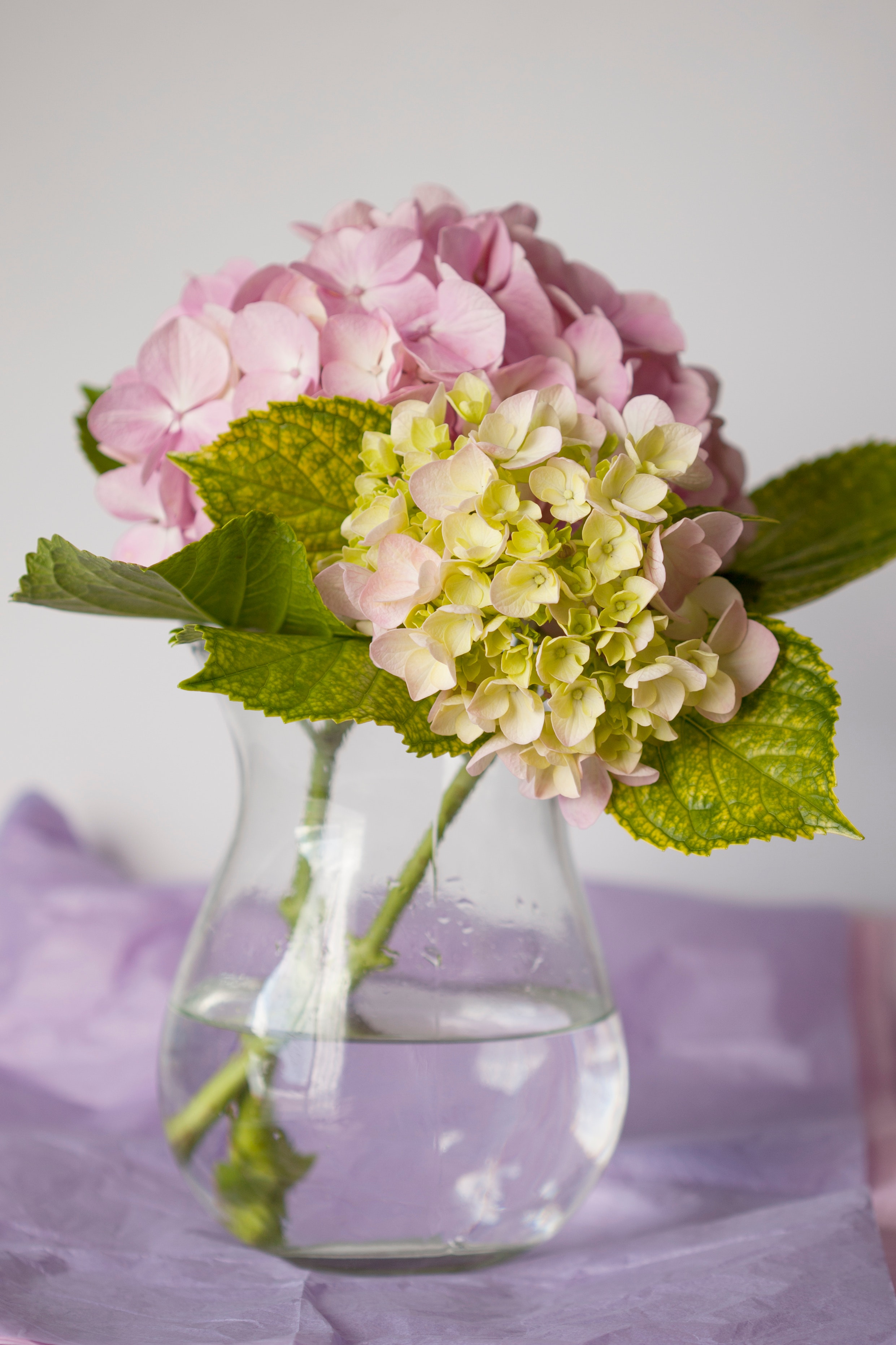 Hydrangeas in a lovely vase Hydrangeas in a lovely vase
