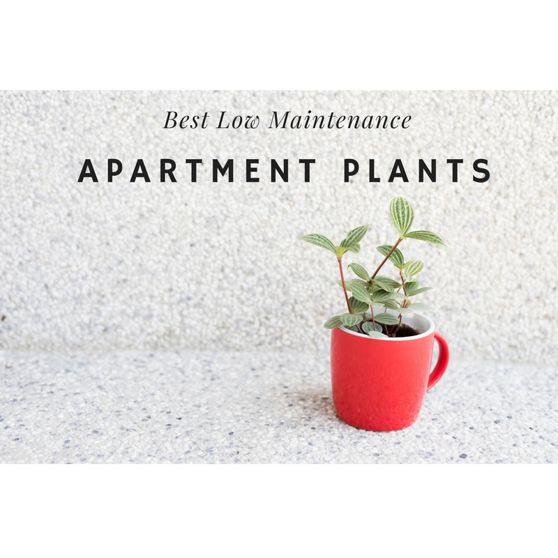 Best Low Maintenance Apartment Plants Summer Manning