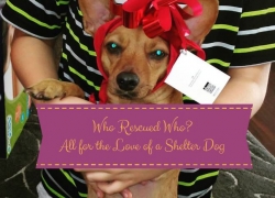 Who Rescued Who? Shelter Dog