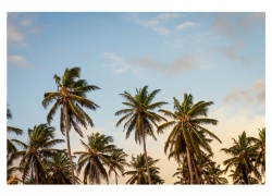 Palm Tree Sunset Palm Trees
