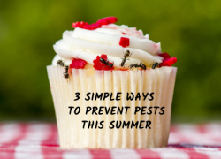 3 Simple Ways To Prevent Pests This Summer 3 Simple Ways To Prevent Pests This Summer