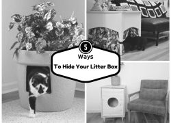 5 Ways to Hide Your Cats Litter Box 5 Ways to Hide Your Cats Litter Box