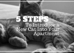 Camden residents, Chloe and Caesar, cuddling up for a quick cat nap 5 Steps to Introduce a New Cat into Your Apartment