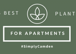 6 Best Plants For Apartments 6 Best Plants For Apartments