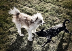 Denver and Aspen playing at Yappy Hour Denver and Aspen