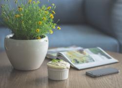 Sprucing up your Apartment with Indoor Trees