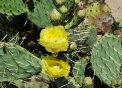 Prickly Pear Blossoms WILDFLOWERS: The Southwest Comes Alive in Spring