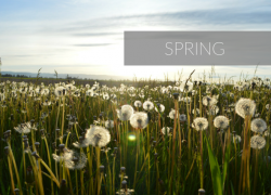 Spring Fab