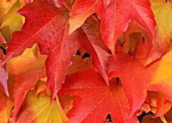 Fall Is Here - Are You Ready For This Glorious Time Of Year? Fall Is Here - Are You Ready For This Glorious Time Of Year?