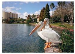 South Florida Birds Florida Birds