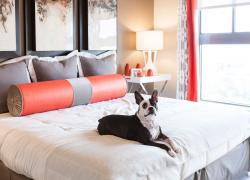 Choosing To Be A Responsible Dog Owner