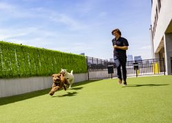 guy running with dog on grass