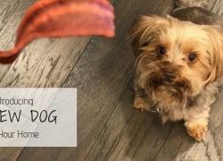 Introducing a New Dog to Your Home Introducing a New Dog to Your Home