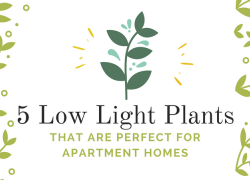 5 Low Light Plants That are Perfect for Apartment Homes 5 Low Light Plants That are Perfect for Apartment Homes