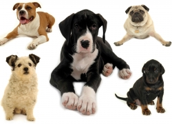 Many rescue dogs are just waiting to find you! Many rescue dogs are just waiting to find you!