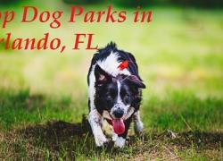 Top Dog Parks in Orlando, FL Top Dog Parks in Orlando, Florida