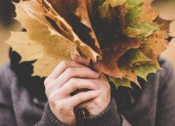 Fall Leaves Fall Foilage
