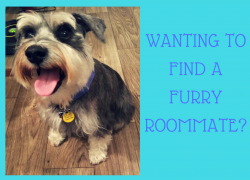 Wanting to find a furry roommate? Wanting to find a furry roommate?