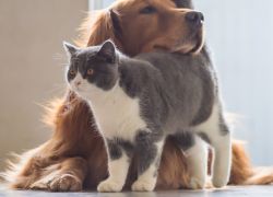How to Keep Fluffy and Fido Busy How to Keep Fluffy and Fido Busy