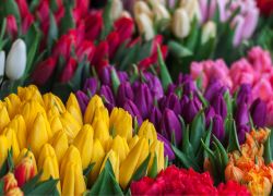 Spring Flowers for your Camden Apartment Spring Flowers for your Camden Apartment