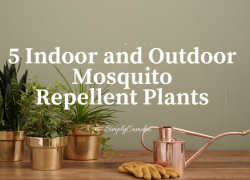 5 Indoor and Outdoor Mosquito Repellent Plants 5 mosquito repellent plants, mosquito, plants