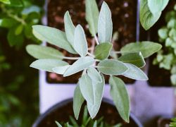 Apartment Herb Garden Apartment Herb Garden