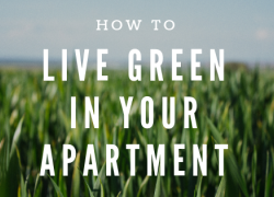 How to Live Green in Your Apartment Home Live Green in Your Apartment Home