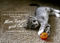 Camden kitty resident, Chloe, having fun in her Camden apartment home cat, cats playing, kitten, cute kittens playing, kittens playing with balls, cat proofing your apartment, how to make apartment more fun