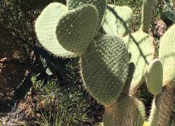 Heart Cacti Heart Cacti