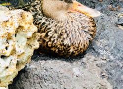 Mottle Duck Photo of a Mottle Duck or Mottle Mallard