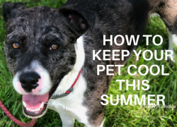 Cash the Catahoula Mix summertime, pets, how to keep pets cool during summer