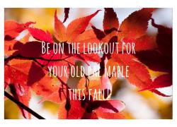 Be on the Lookout for your Old Pal Maple this Fall! Be on the lookout for your old pal maple this fall