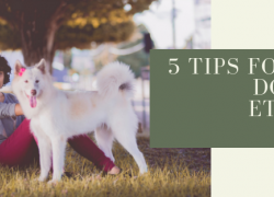 5 Tips for Great Dog Park Etiquette 5 Tips for Great Dog Park Etiquette