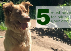 5 Must Haves for Hiking with Your Dog 5 Must Haves for Hiking with Your Dog