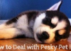 How to Deal with Pesky Pet Hair How to Deal with Pesky Pet Hair