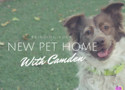 Bringing your new pet home with Camden Bringing your new pet home with Camden
