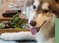 The Best Pet Friendly Plants For Your Apartment The Best Pet Friendly Plants For Your Apartment