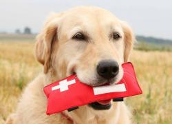 Be Prepared: Pet Edition Be Prepared: Pet Edition