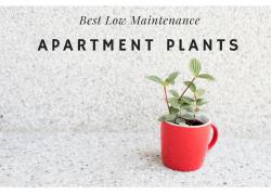Low Maintenance Plants Apartment Home Plants
