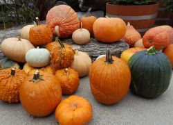 Group of pumpkins Group of pumpkins