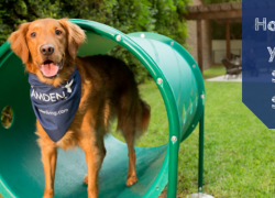 How to Keep your Pets Safe this Summer How to Keep your Pets Safe this Summer