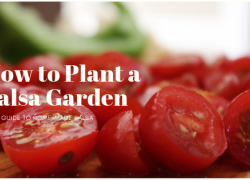 How to Plant a Salsa Garden How to Plant a Salsa Garden