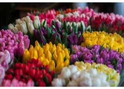 Beautiful Spring Flowers Beautiful Spring Flowers