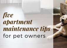 5 Apartment Maintenance Tips for Pet Owners 5 Apartment Maintenance Tips for Pet Owners