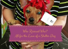 Who Rescued Who? Shelter Dog